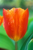 Tulipa 'General de Wet'