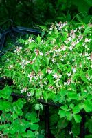 Lathyrus vernus 'alboroseus' in spring border planted within cloche to protect from rabbits with Aquilegia foliage