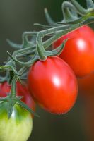 Tomato 'Harlequin'