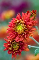 Chrysanthemum 'Red Bagley'