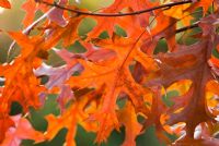 Quercus coccinea - Scarlet Oak
