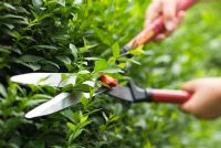 Cutting Ligustrum ovalifolium - Privet Hedge with garden shears