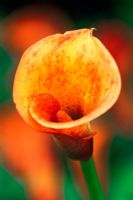 Zantedeschia 'Mango' - Calla lily