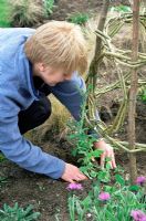 Woman planting Lathyrus (sweet peas) in border below woven Willow and Hazel plant support - Spring