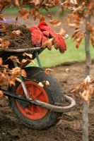 Gardening gloves resting on edge of Wheelbarrow full of soil - Autumn