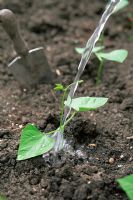 Watering young Runner Bean (Phaseolus coccineus) plants - Spring