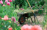 Weeds and tools in Wheelbarrow - Summer