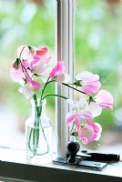 Lathyrus odoratus (Sweet Peas) in glass vase on windowsill