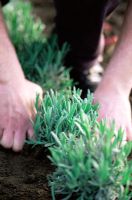 Man planting young Lavandula - Lavender plants in border in Spring