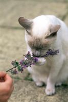Cat smelling Catnip (Nepeta, Catmint, Field Balm) flowers - Summer