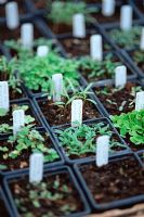 Young seedlings in plastic containers, inside greenhouse - Spring