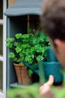 Man watering scented Geranium (Pelargonium)