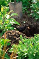 Turdus merula - Blackbird with worm, beside freshly dug hole