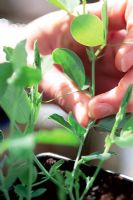 Pinching out young tips of Lathyrus (Sweet Peas) to encourage new, denser shoots to grow