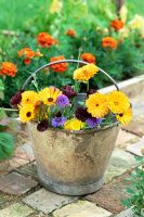 Fresh picked Marigolds - Calendula and Cornflowers - Centaurea in metal bucket in Summer
