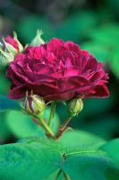 Red Rosa 'William Shakespeare' - Rose in Summer