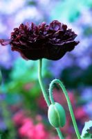 Papaver soniferum 'Black Peony' - Poppy