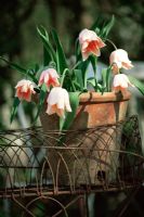 Pale Peach Tulipa 'Apricot Beauty' - Tulips in terracot pot plate on rusty ornamental wire table. Flowers stems are weak so will often bend and hang.