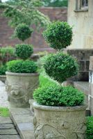 3 tiered Topiary in ornamental pots