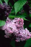 Syringa vulgaris 'Michel Buchner' - Pink Lilac in Spring