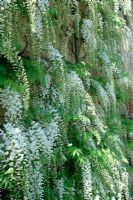 Wisteria floribunda 'Alba', also known as 'Shiro Noda' against wall in Spring