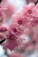 Pink Cherry blossom in Spring (Prunus dulcis 'Roseoplena')