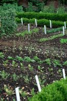 Vegetable garden with rows of seedlings in Spring