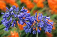 Strong colour contrast of Agapanthus 'Loch Hope' planted in front of an orange Crocosmia