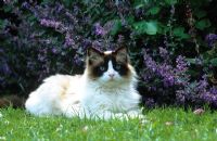 Cat in front of catmint - Nepeta