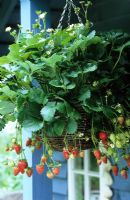 A strawberry hanging basket