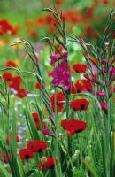Summer border with Gladiolus communis byzantinus and Papaver commutatum - Ladybird Poppy