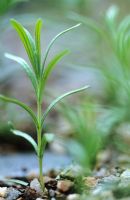 Lavandula stoechas subsp. pedunculata seedlings - French lavender