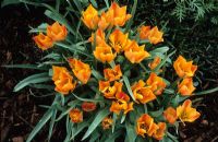 Tulipa linifolia batalinii group 'Apricot Jewel'