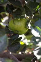 Malus - Apple Bramley's Seedling