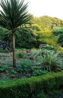 Cordyline australis, Phormium tenax 'Purpurea', Astelia and Aciphylla glaucescens with low Buxus hedge in foreground and view to Fagus hedge behind