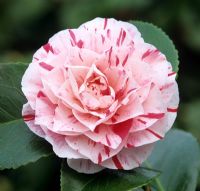 Camellia japonica 'Angela Cocchi'