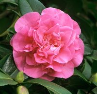 Camellia x williamsii 'Anticipation' AGM 