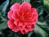 Camellia japonica 'Lollabrook'