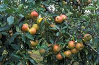 Malus domestica - Apple 'Coxs Orange Pippin'
