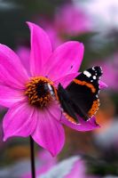 Dahlia 'Magenta Star' with Red Admiral Butterfly