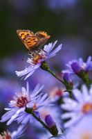 Small Copper Butterfly on Aster 'Little Carlow'