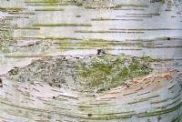 Detail of the bark of Betula utilis var. jacquemontii 'Jermyns'
