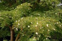Stewartia monadelpha flowering in July