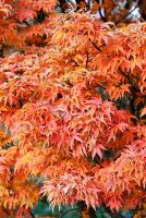 Autumn foliage of Acer palmatum 'Shishigashira'