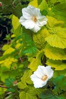 Rubus 'Benenden' growns through Humulus lupus 'Aureus'