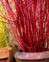 Red Cornus stems in container