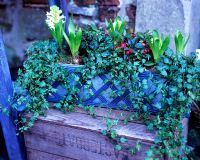 Planted winter trough with Hyacinths, Hedera and Gaultheria
