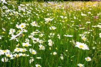 Classic british wildflower meadow in Suffolk