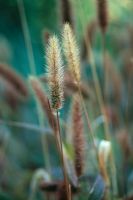 Setaria - Green bristle grass