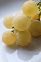 Vitis 'Muscat of Alexandria' - White Muscat grape